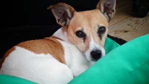 Dysplasie de la hanche chez le chien : causes et solutions