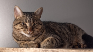 Les bons gestes santé pour son animal senior : la clé d'une vieillesse sereine