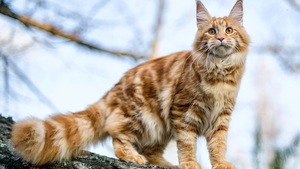 Le Maine Coon : un géant paisible à l'allure sauvage
