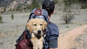 L'histoire de ce randonneur et du chien qu'il a rencontré au sommet du Kirghizistan va vous toucher
