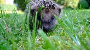 Et si demain le hérisson n’existait plus ?