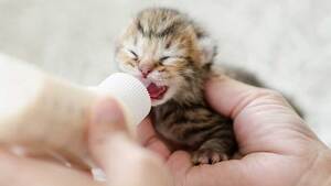 J’ai trouvé un chaton : que dois-je faire ?