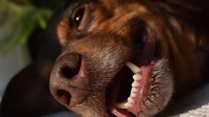 Inondations suivies de 28°C en février : quand le changement climatique met les animaux en danger