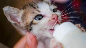 Vous avez trouvé un chaton seul ? les bons réflexes pour le sauver
