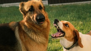 Nuisance d’un animal : ce que dit la loi pour éviter les conflits avec le voisinage