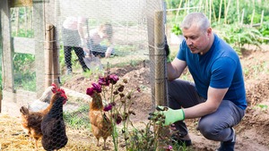 Installer un poulailler chez soi : 7 erreurs à éviter
