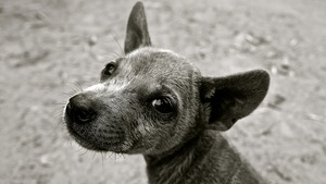 De la Maltraitance des animaux à la Criminalité sur l’humain