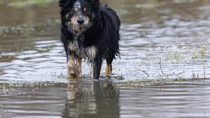 Au coeur de la tempête Nils, des animaux sauvés et protégés