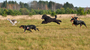 Un chien de chasse français du XVIe siècle parmi les 3 nouvelles races reconnues aux États-Unis