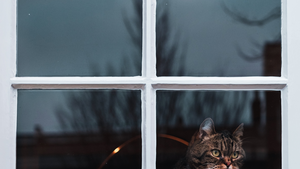 Que deviendra mon animal après mon décès ou mon hospitalisation ?