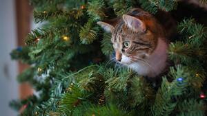 6 astuces simples pour que votre chat ne détruise pas votre sapin