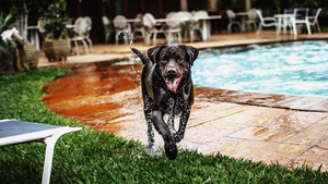 Canicule : 10 astuces pour rafraîchir son animal