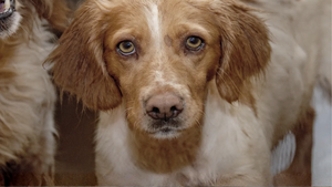 Assurance chien : Protégez votre compagnon et votre budget