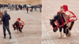 Découvrez le parcours incroyable de la ponette Halima