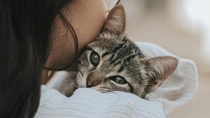 Pour rendre votre chat heureux, laissez le venir vers vous : c'est la science qui le dit !