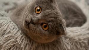 Bien-être animal : les Pays-Bas interdisent la détention de ces 2 races de chat