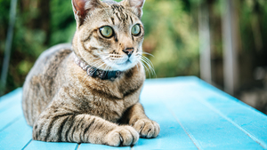 Guide d’adoption du chat : 7 conseils avant d’adopter