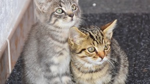 Adopter un nouveau chat : comment réussir la cohabitation ?