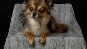 Ces races de chiens qui vivent le plus longtemps : un engagement pour de nombreuses années