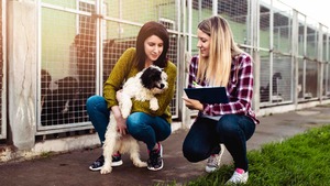 Agir pour la protection animale à Noël