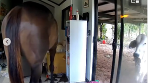 Un taureau et un cheval s'invitent chez lui : ce que révèle la caméra va vous faire pleurer de rire