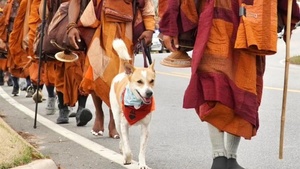 Aloka, le chien errant devenu star Instagram avec 800 000 abonnés