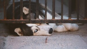 Ces refuges transformés par des dons records : ce que cachent réellement ces millions de dollars