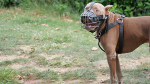Chiens catégorisés : de quoi parle-t-on ?