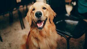 Les Retriever : pourquoi ces chiens sont d'excellents guides d'aveugles
