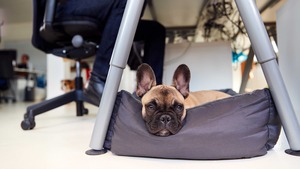 Les animaux de compagnie au travail : que dit la loi ?