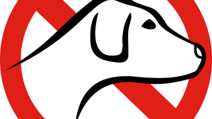 Peut-on détenir un animal lorsque l’on est locataire ? vos droits et obligations