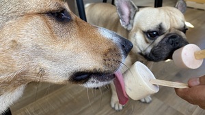 DIY Comment préparer une glace (ou friandise glacée) pour mon chien ou mon chat !