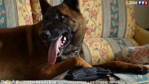 Découvrez le quotidien de Snatch, un malinois renifleur