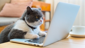 Plateforme d’adoption responsable : qu’est-ce que c’est et comment l’utiliser ?