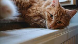 Mythes et réalités du chat roux : la couleur du pelage influence-t-elle réellement le comportement ?