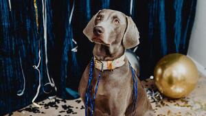 Nouvel An : 5 bonnes pratiques pour protéger son animal du stress dû aux festivités