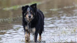 Au coeur de la tempête Nils, des animaux sauvés et protégés