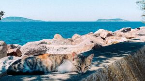 Vacances : partir avec son chat ou le laisser derrière, le dilemme sans bonne réponse