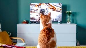 Faut-il laisser son chat regarder des écrans ? Le débat autour de la "TV pour chat"