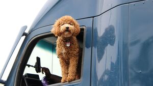 Ces gestes qui vous éviteront de perdre votre animal sur une aire d'autoroute cet été