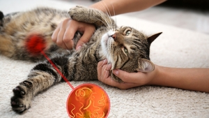 Vermifuger son chat pour éliminer les parasites internes !