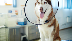 90% des chiens de ce pays sont assurés : pourquoi les Français protègent si peu leur compagnon ?