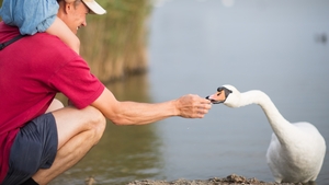 Comment nourrir les cygnes et les canards ?