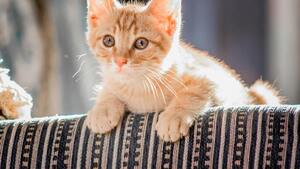 Comment dénoncer le non-respect de la réglementation en matière de vente ou de don d’un chat ?