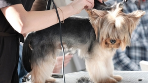 Toiletteur canin : un métier en croissance