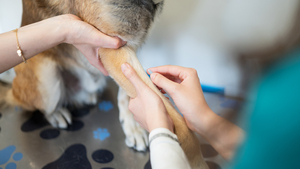 La tendinite chez le chien : comment la différencier des autres causes de boiterie et la traiter