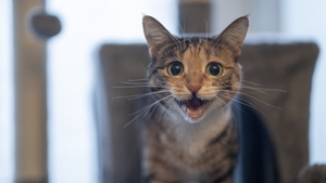 Pourquoi mon chat miaule ?