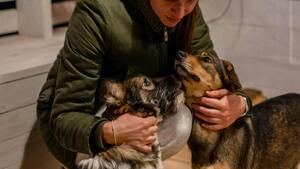 Le guide de l’adoption : comment choisir entre chat, chien ou NAC ?