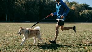 Votre chien s’ennuie ? Ces 3 sports méconnus changent radicalement son quotidien (et le vôtre)