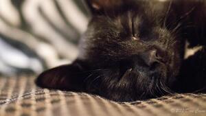 Un chat parcourt 300 km en 12 ans pour retrouver sa famille